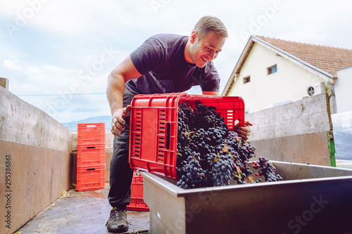 Photography Young farmer at the winery unload the truck or tractor trailer with plastic boxe
