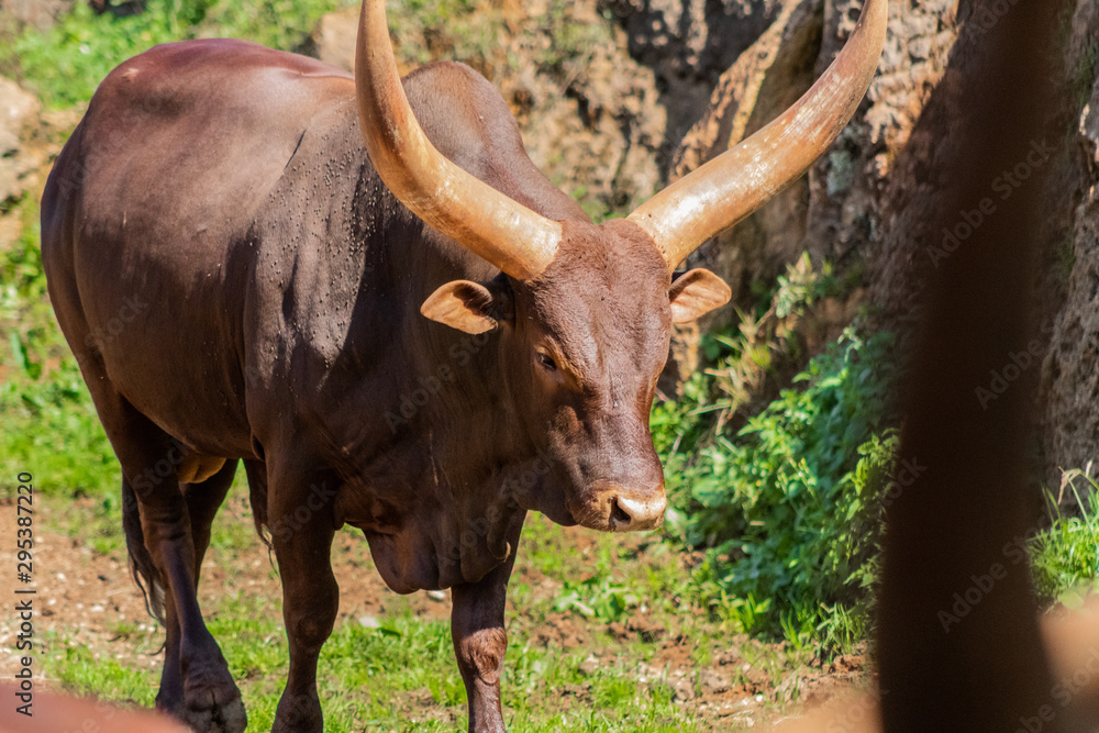 a watusi enjoying in its enclosure