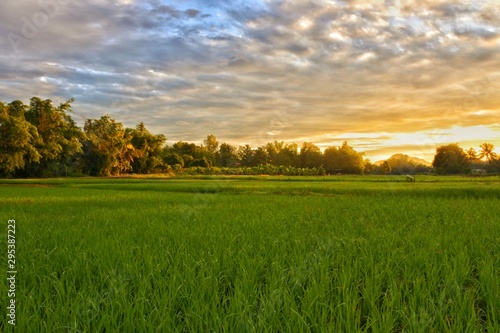 Rice fields and sunrise in the morning