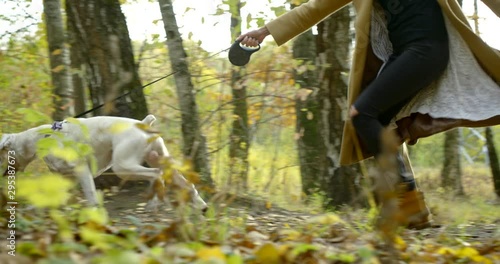 active white dog is running on path in park and pulling leash in hand of his owner woman