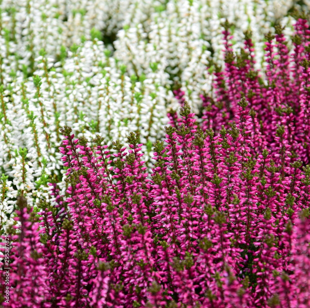 Naklejka premium Heidekraut - Erika - Herbstblumen - Friedhofsbepflanzung