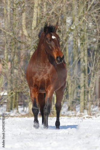 Braunes Pferd galoppiert im Schnee © Nadine Haase