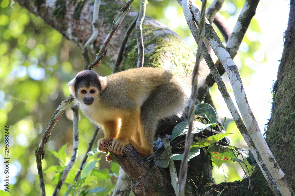 Fototapeta premium Squirrel Monkey