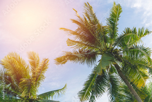 Coconut tree on blue sky. vintage filter