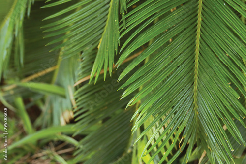 Leaf palm tree. Nature background.
