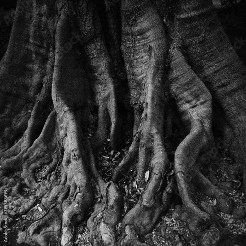 大地に深く根を張る古木