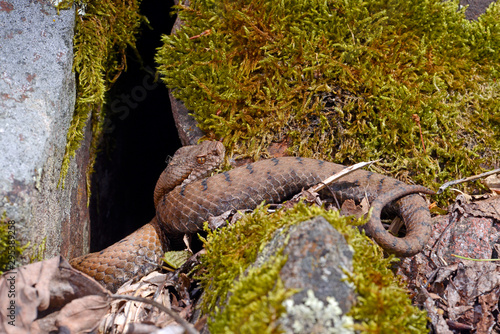 Aspisviper (Vipera aspis) im Südschwarzwald, Deutschland - Asp viper from Germany photo