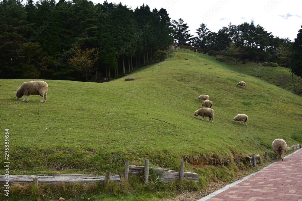 Obraz premium 日本の兵庫県の六甲山牧場の羊