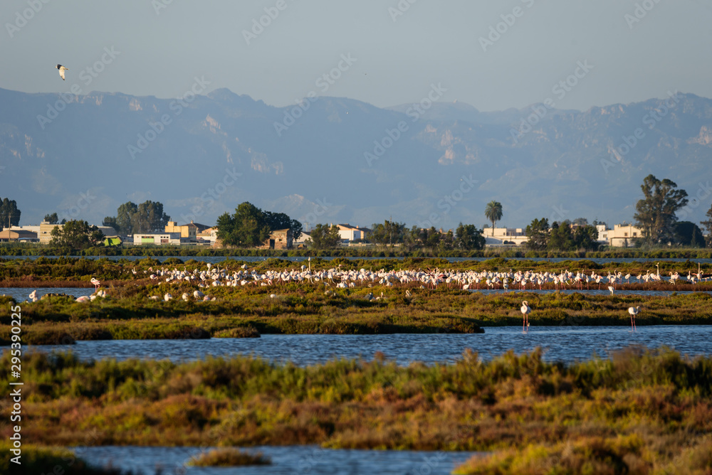 Flamingos at sunset, Delta del Ebro, Spain Flamingos at sunset, Delta del Ebro, Spain