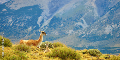 Fototapet Mother guanaco with its baby