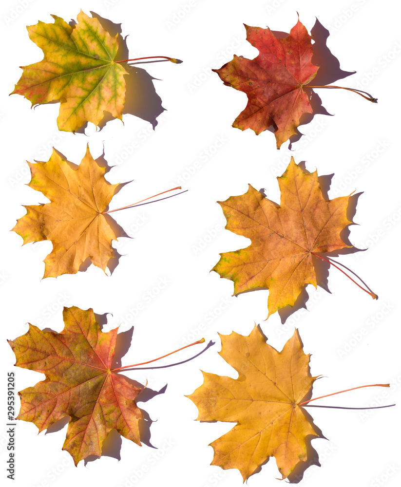 Obraz premium yellow autumn leaves on a white background