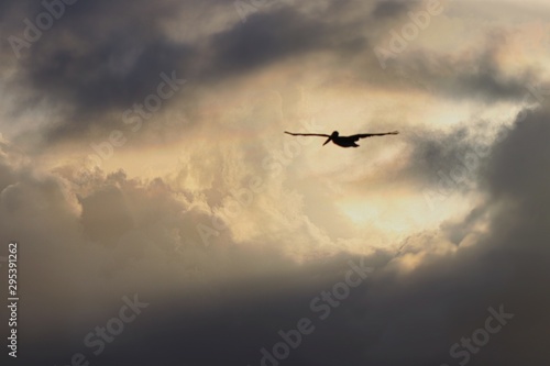 Vol d'un pélican brun au dessus de l'océan atlantique en Martinique 