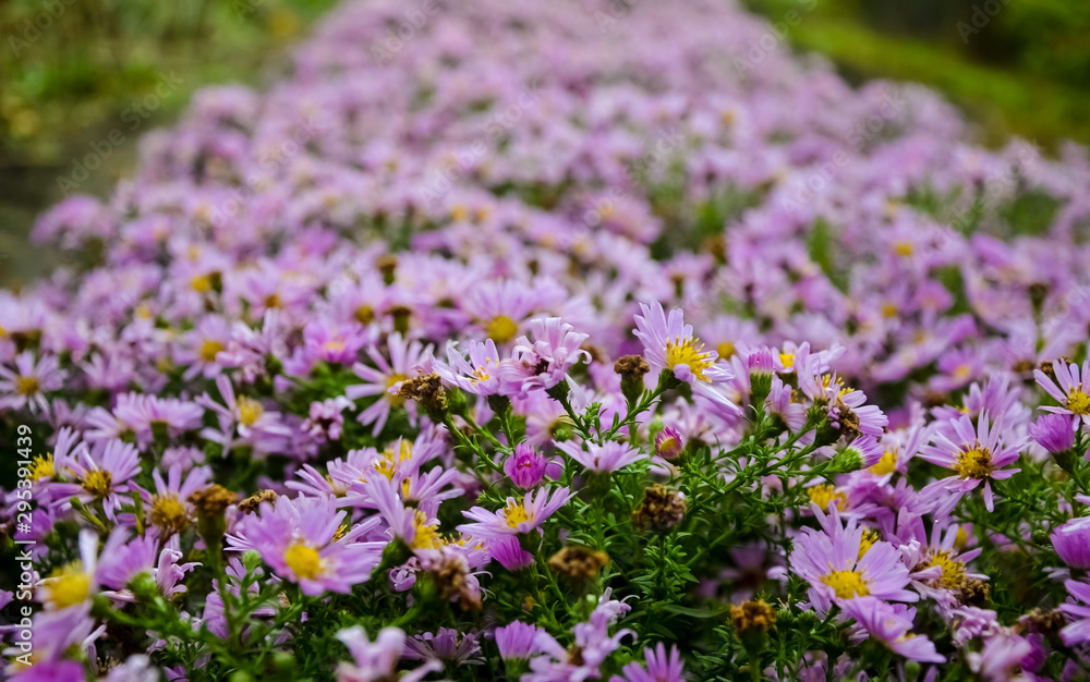 Autumn purple flowers. Tripolium pannonicum, called sea aster or seashore aster and often known by the synonyms Aster tripolium or Aster pannonicus. Autumn purple flowers. Tripolium pannonicum, called sea aster or seashore aster and often known by the synonyms Aster tripolium or Aster pannonicus.