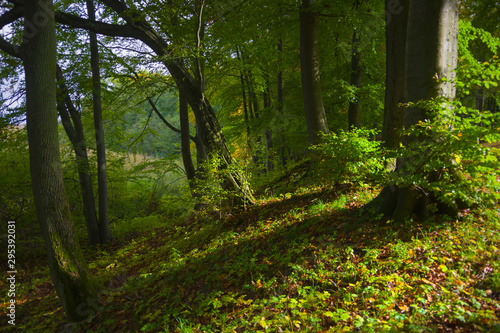 Fototapeta Naklejka Na Ścianę i Meble -  Autumn landscape illuminated by warm sun forest and road among trees shadows grass reflections