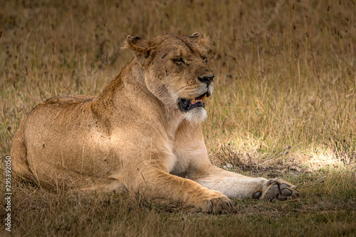 Lioness at rest