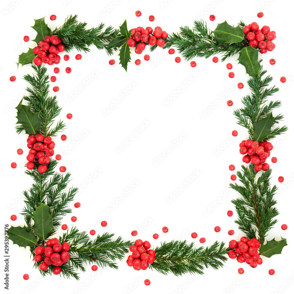 Christmas and winter square border with holly and juniper leaf sprigs and loose berries on white background with copy space. Christmas and winter square border with holly and juniper leaf sprigs and loose berries on white background with copy space.