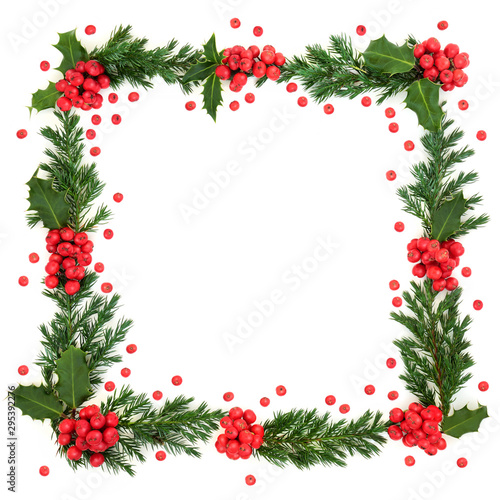 Christmas and winter square border with holly and juniper leaf sprigs and loose berries on white background with copy space.