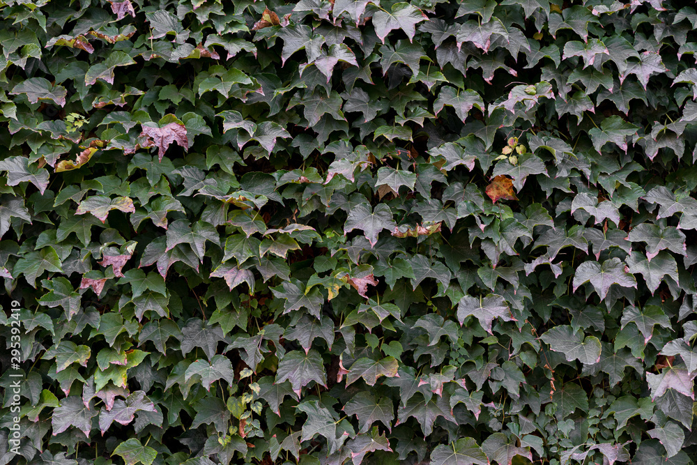 Fondo con textura de pared recubierta por hojas de hiedra Fondo con textura de pared recubierta por hojas de hiedra