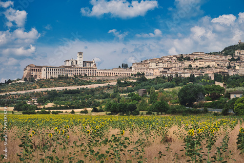 Fototapeta Naklejka Na Ścianę i Meble -  Assissi and Sunflower