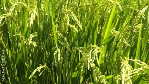 田んぼの稲が育ってます