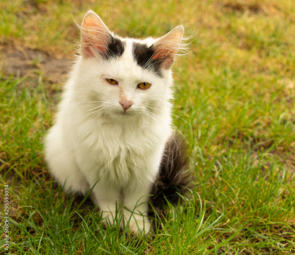 A young white cat sitting in the grass