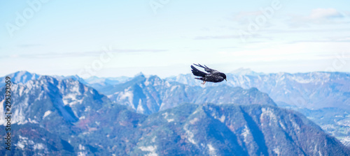 A black raven at the Five Fingers viewpoint on the Hoher Dachstein mountain in Austria. this beautiful view point looking over the whole valley and the Hallstatt lake and the village below. 