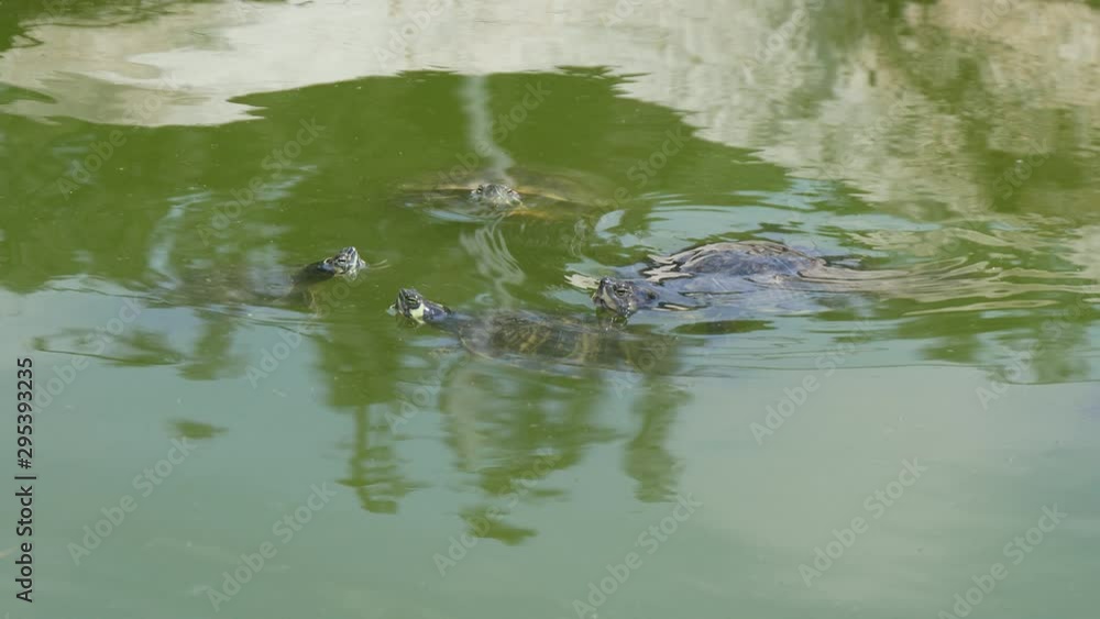 Numerous turtles swimming and seeking food in a pool with green water in summer Numerous turtles swimming and seeking food in a pool with green water in summer