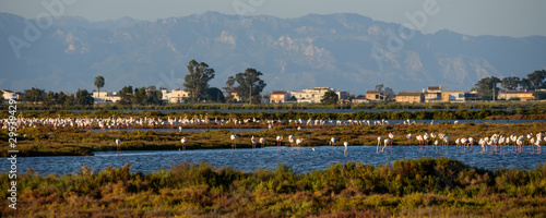 Flamingos at sunset, Delta del Ebro, Spain