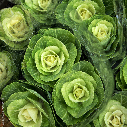 The bouquets of decorative cabbage in wedding bouquets, packed in cellophane for sale