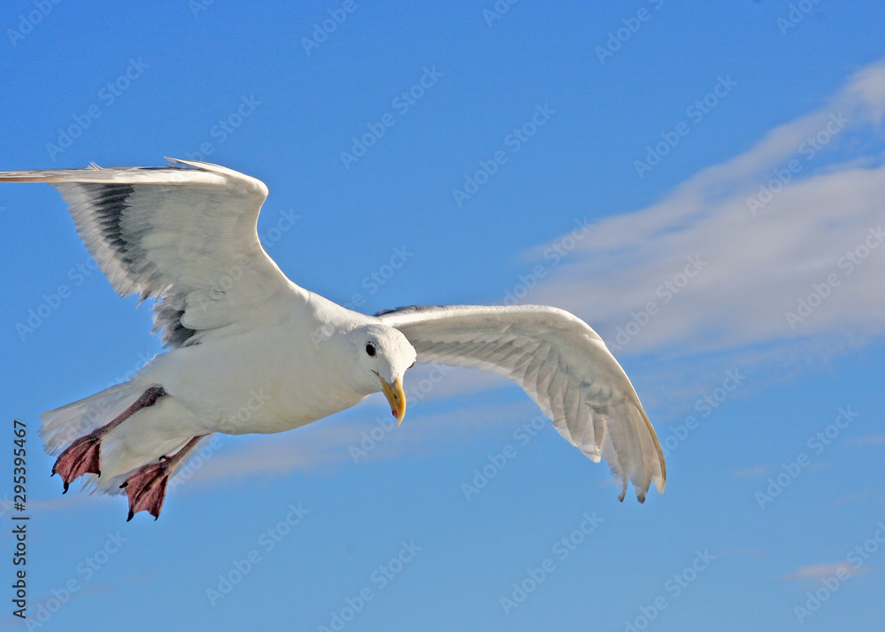 flying seagull flying seagull