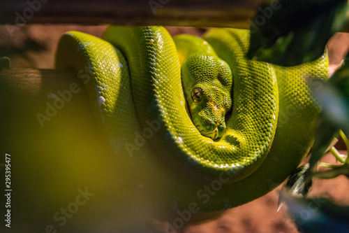 Baumpython Morelia viridis in Schlafposition im Baum