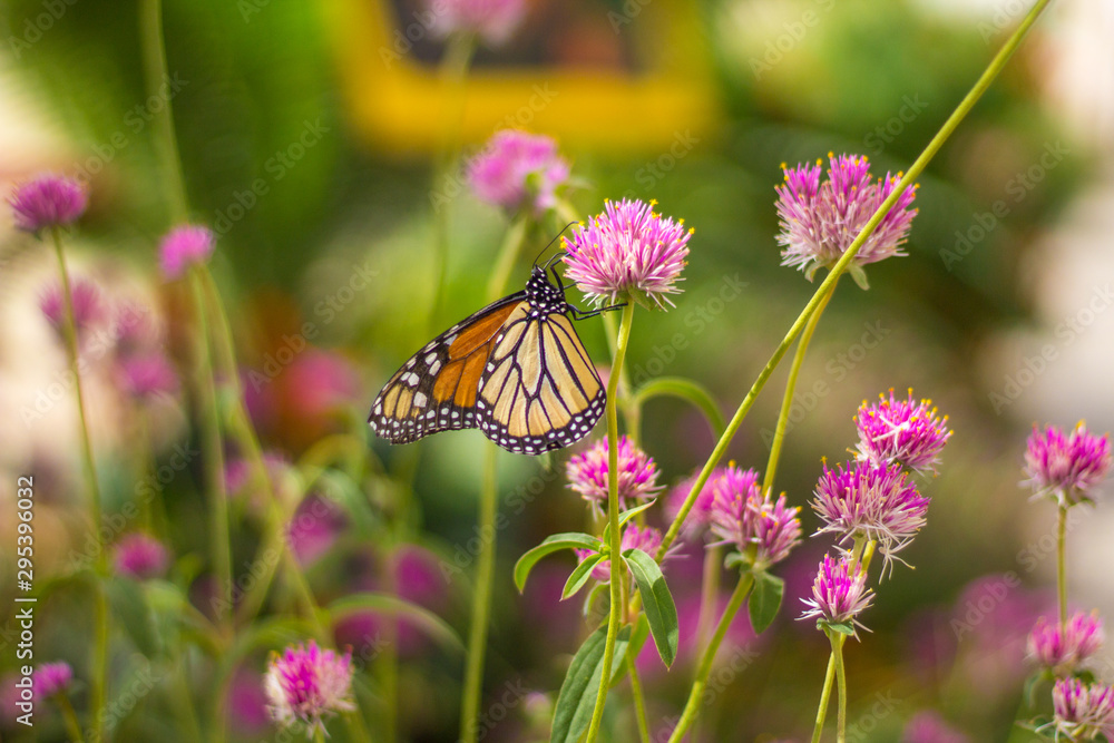 Naklejka premium A Monarch butterfly on a flower in Tempe AZ
