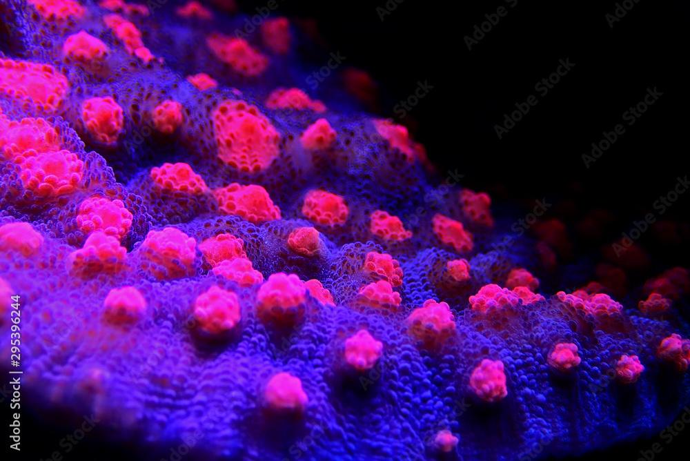 Naklejka premium Chalice Coral - Echinophyllia sp.