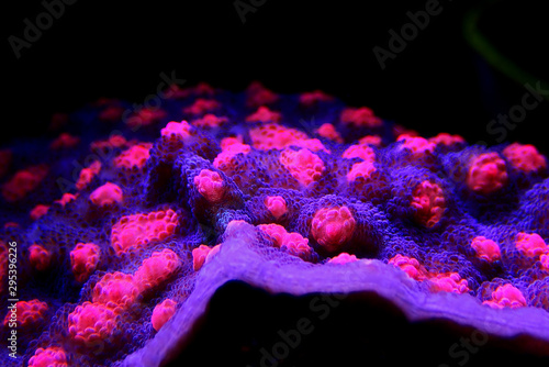 Chalice Coral - Echinophyllia sp. photo