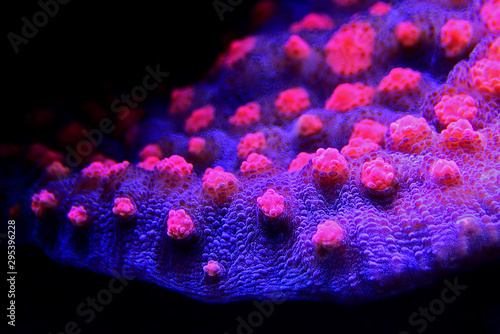 Chalice Coral - Echinophyllia sp.