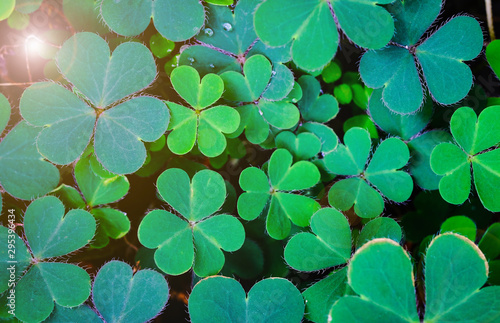 Clover Leaves for Green background with three-leaved shamrocks. st patrick s day background  holiday symbol.