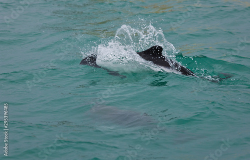 Delfin de Commerson o Tonina Overa (Cephalorhynchus commersonii),Ria Deseado, Puerto Deseado, Patagonia, Argentina photo