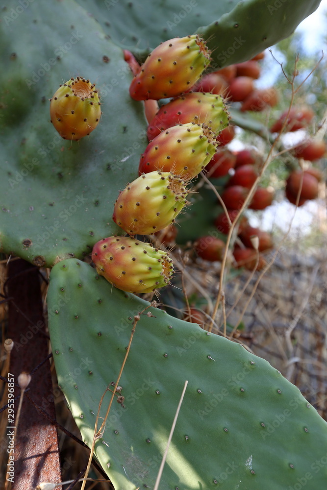 Prickly pear named also Indian fig opuntia, cactus pear, and spineless cactus, in latin Opuntia ficus-indica, close up leaves and fruits Prickly pear named also Indian fig opuntia, cactus pear, and spineless cactus, in latin Opuntia ficus-indica, close up leaves and fruits