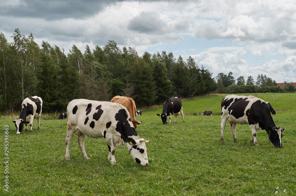 Dairy cows grazing. Black and white cows in a grassy field on a bright and sunny day in The Poland.