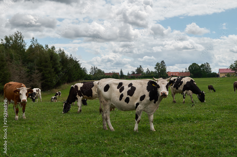 Cow herd on pasture. Cows on a green field. Dairy cows grazing