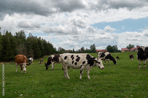 Healthy animal livestock feeding in a lush rural environment. © Dmitrii_Gr