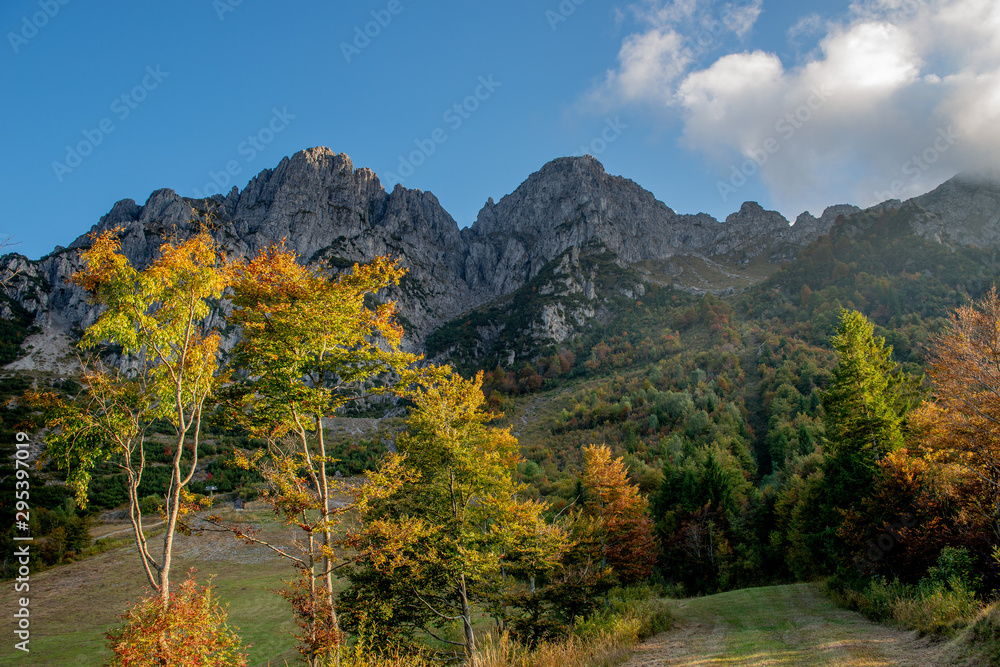Obraz premium trees in autumn