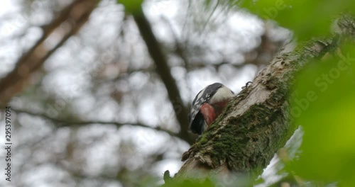 Great spotted woodpecker, Dendrocopos major, knocks on the bark of a tree, extracting edable insects. Bird in autumn forest. photo