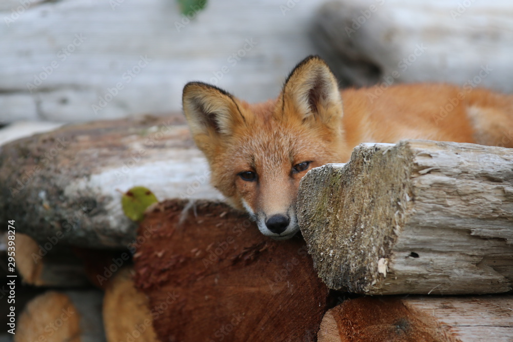 Fototapeta premium McNeil foxes 7