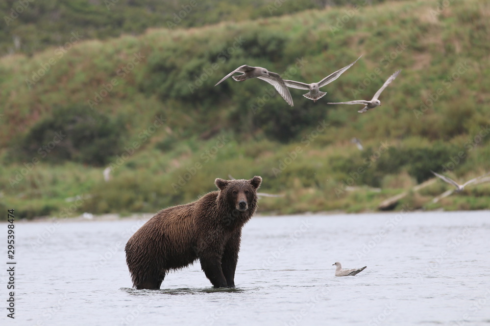 Obraz premium bear 1