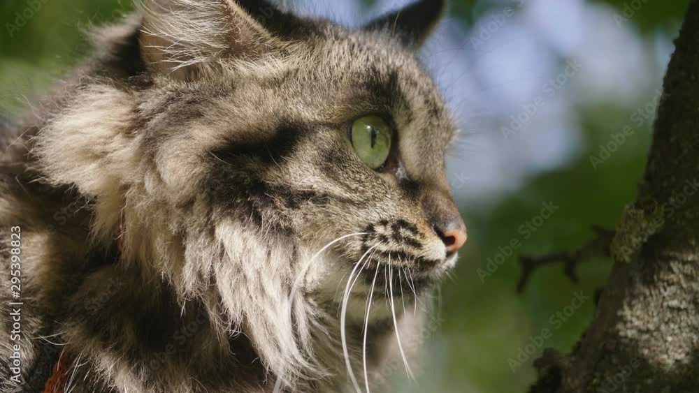 Cat in a city park. Fluffy cat is sitting on the tree. Domestic cat in the wild. High level of concentration.