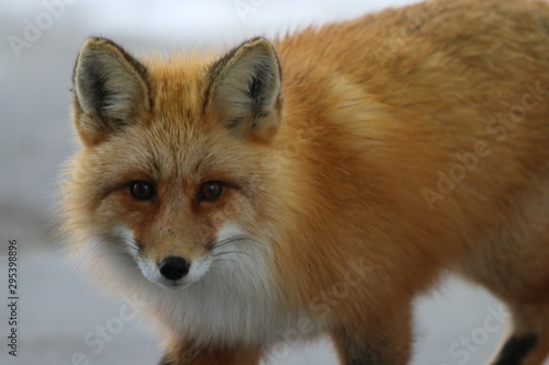 Haines fox 2