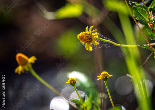 Oppositeleaf Spotflower along the Shadow Creek Ranch Nature Trail! photo