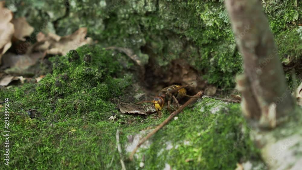 European hornet or Vespa crabro is flying away of mossy stone. European hornet or Vespa crabro is flying away of mossy stone.