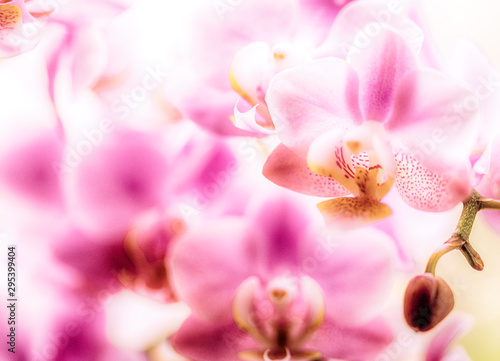 Orchidee, Orchideenblüten, zart, pastell © Gisela